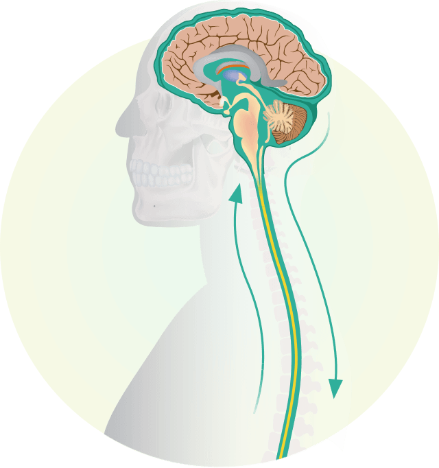脳髄液と血液循環のメカニズム